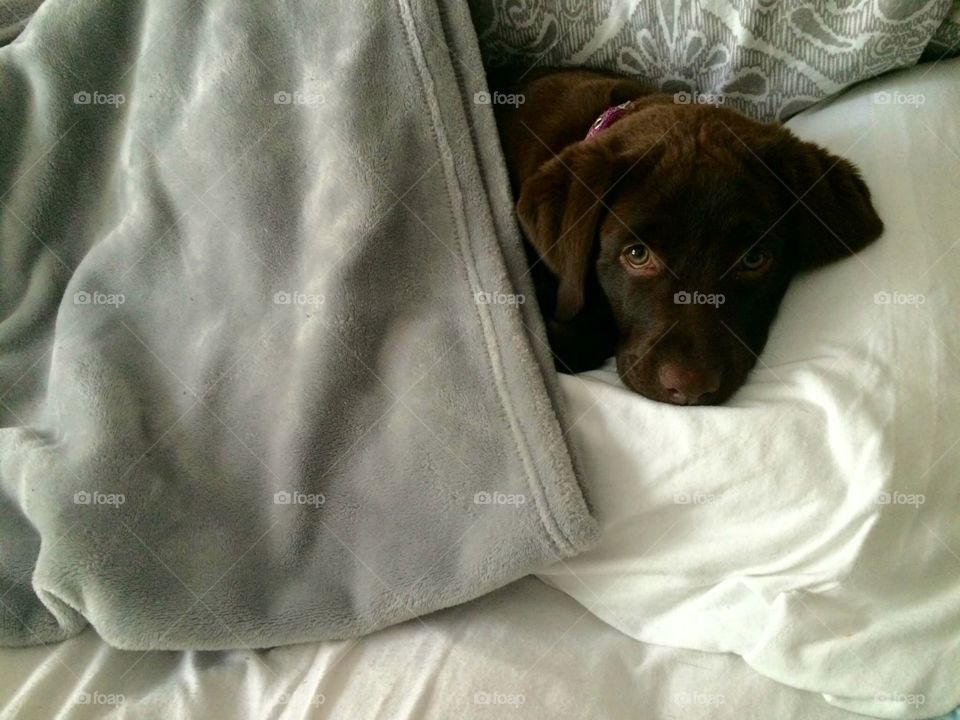 Lacie in my bed. Sometimes she thinks she's a human 