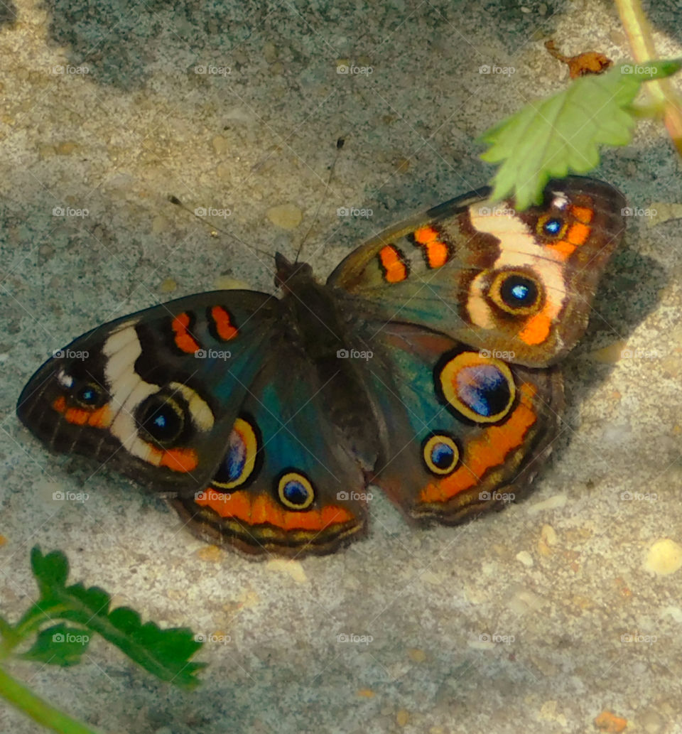 A colorful Buckeye Butterfly landed on the pavement !