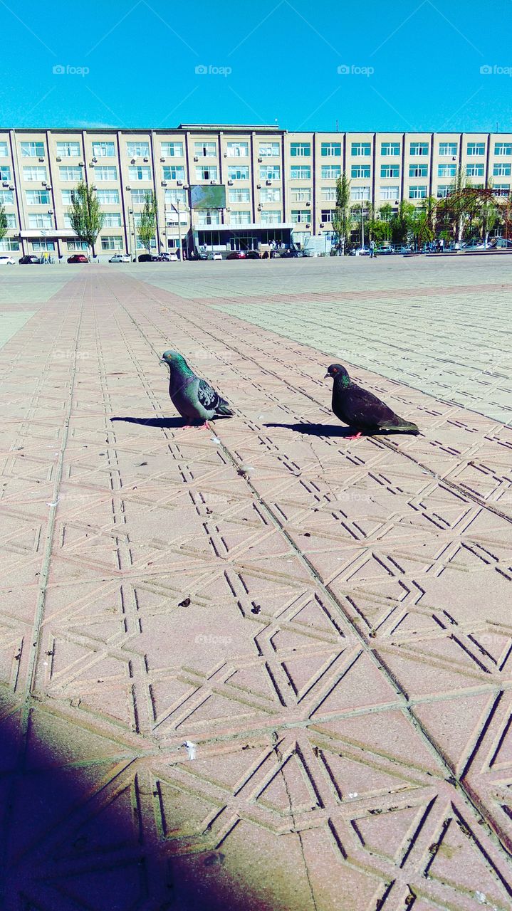 The world of birds is amazing and so similar to the world of man!
This amazing pigeon pair is happy...