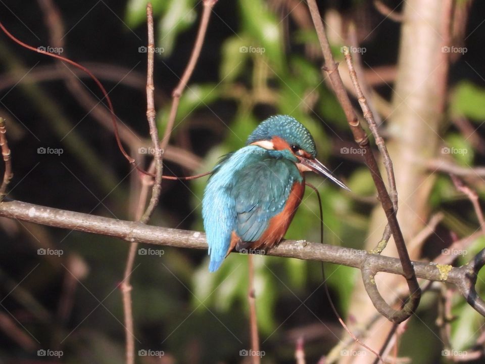 A kingfisher on a branch