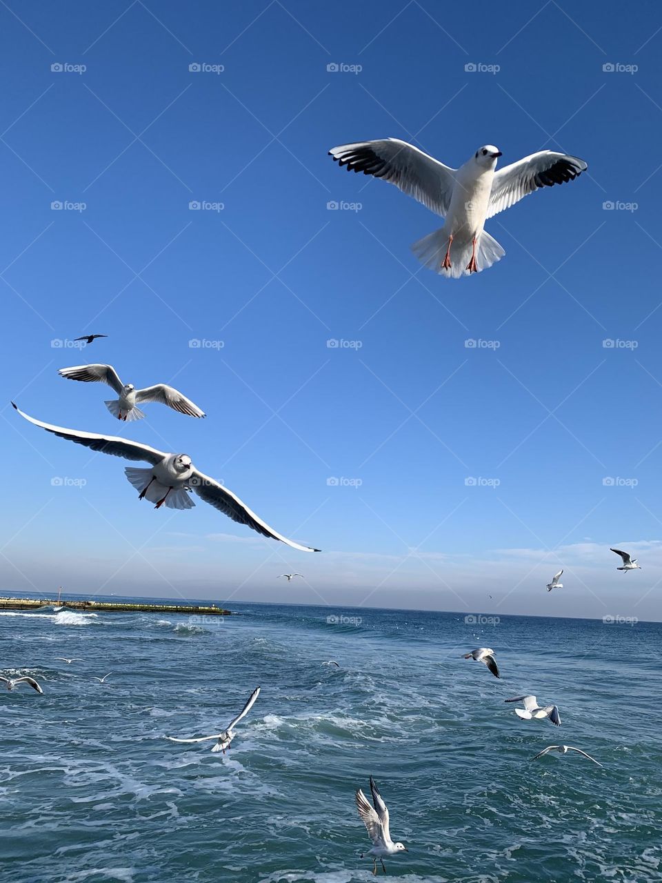 gulls