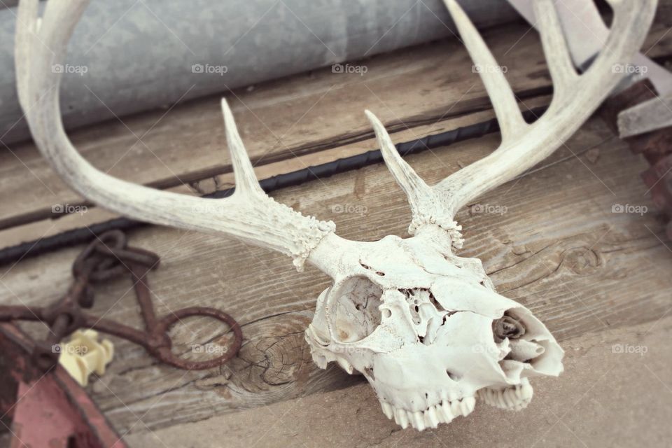 Skull and bones of a deer. 