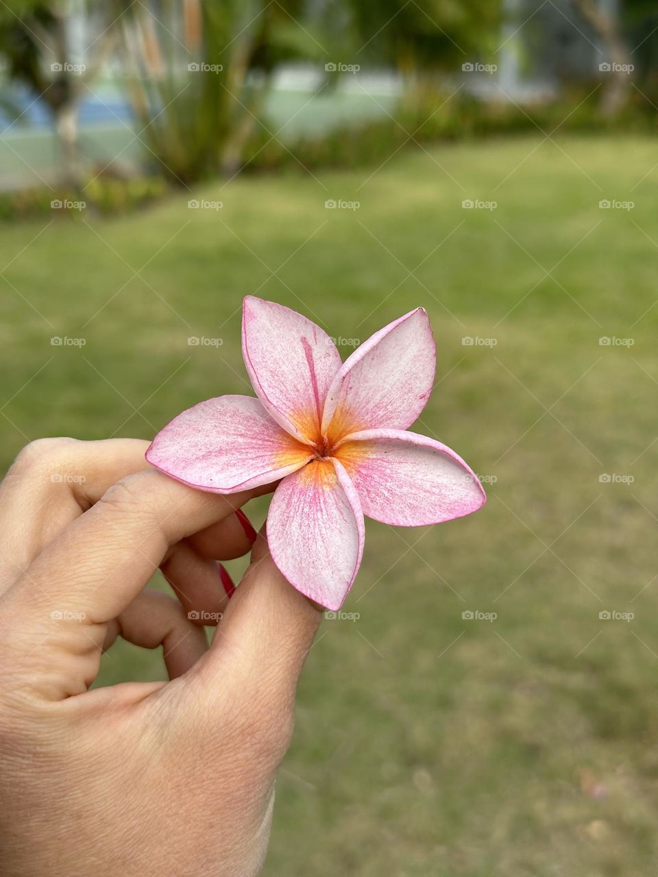 Beautiful flower in hand