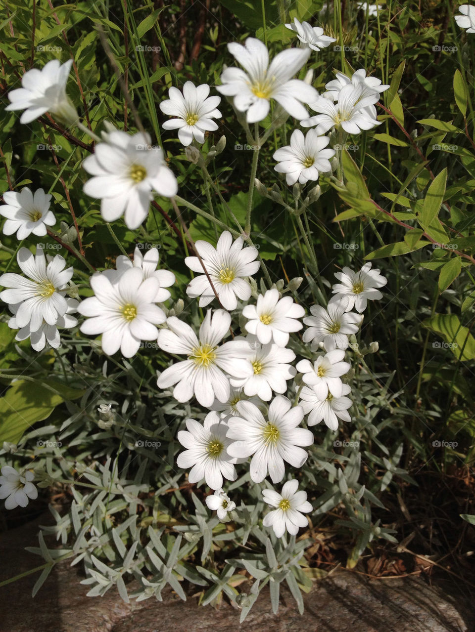 sweden garden flower white by casperlo