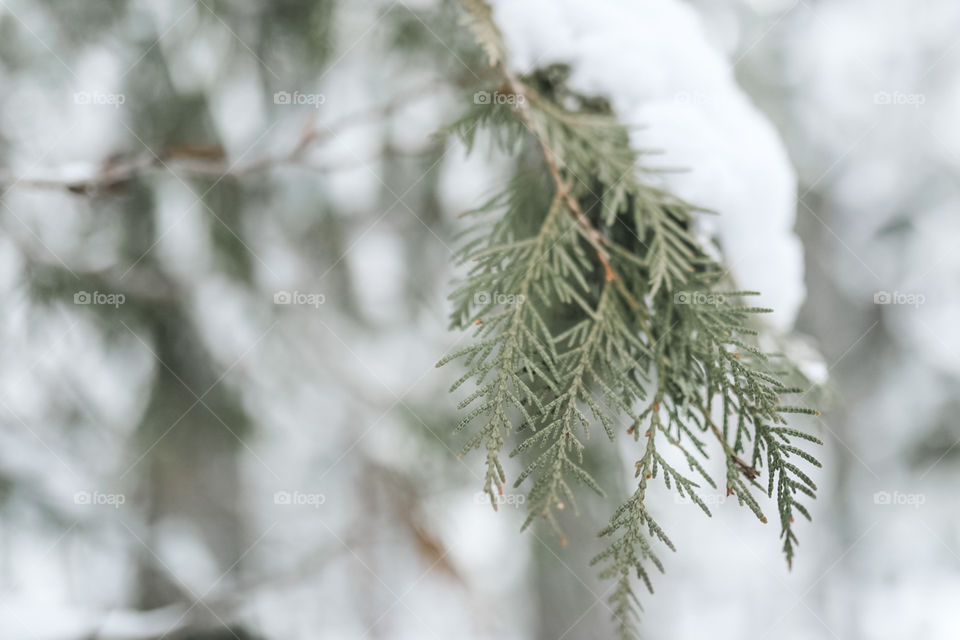 Snowy winter days in the mountains. Going on a nice morning hike up to a gorgeous mountain hot spring for a nice soak. 