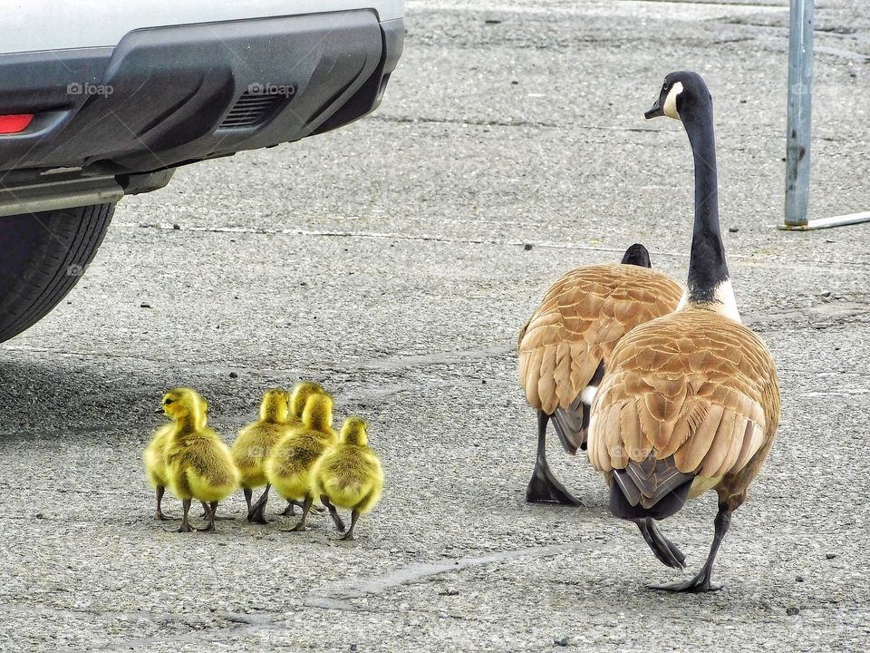 Geese at Target