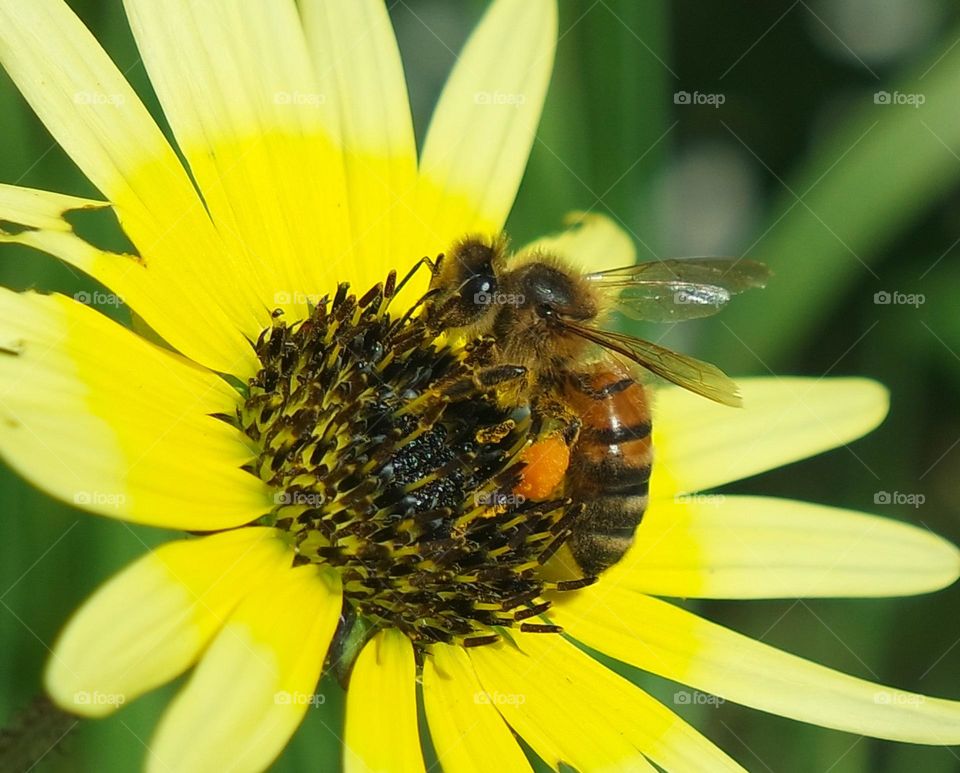 Bee on a sunflower