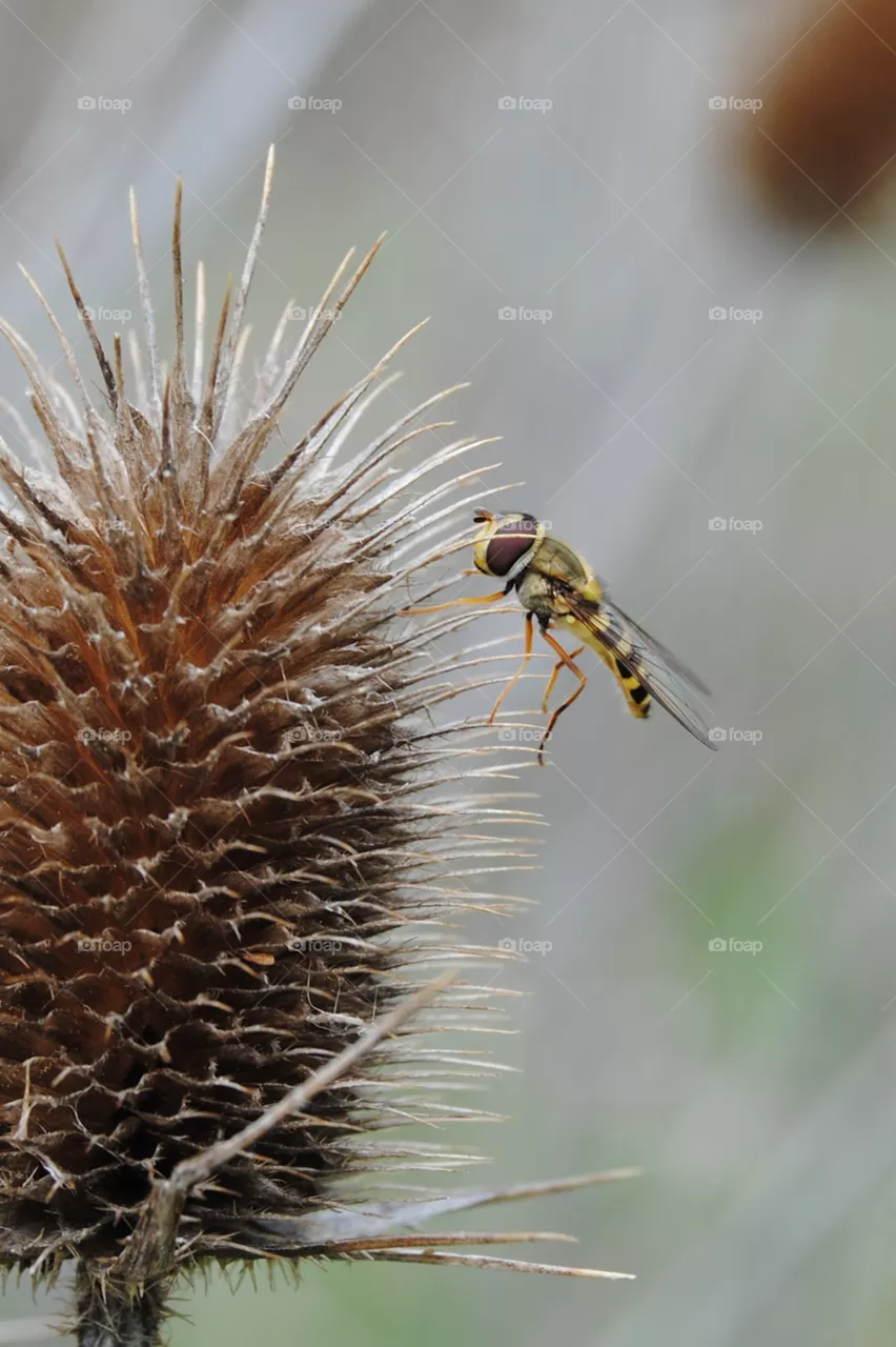 A bugs life