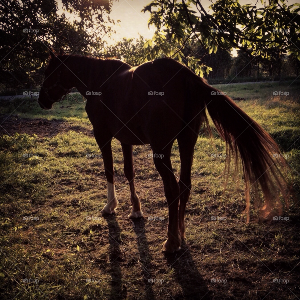hiiumaa animal horse evening by ips