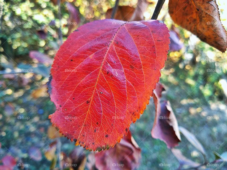 leaf 32