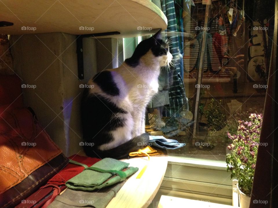 Cat, People, One, Portrait, Indoors