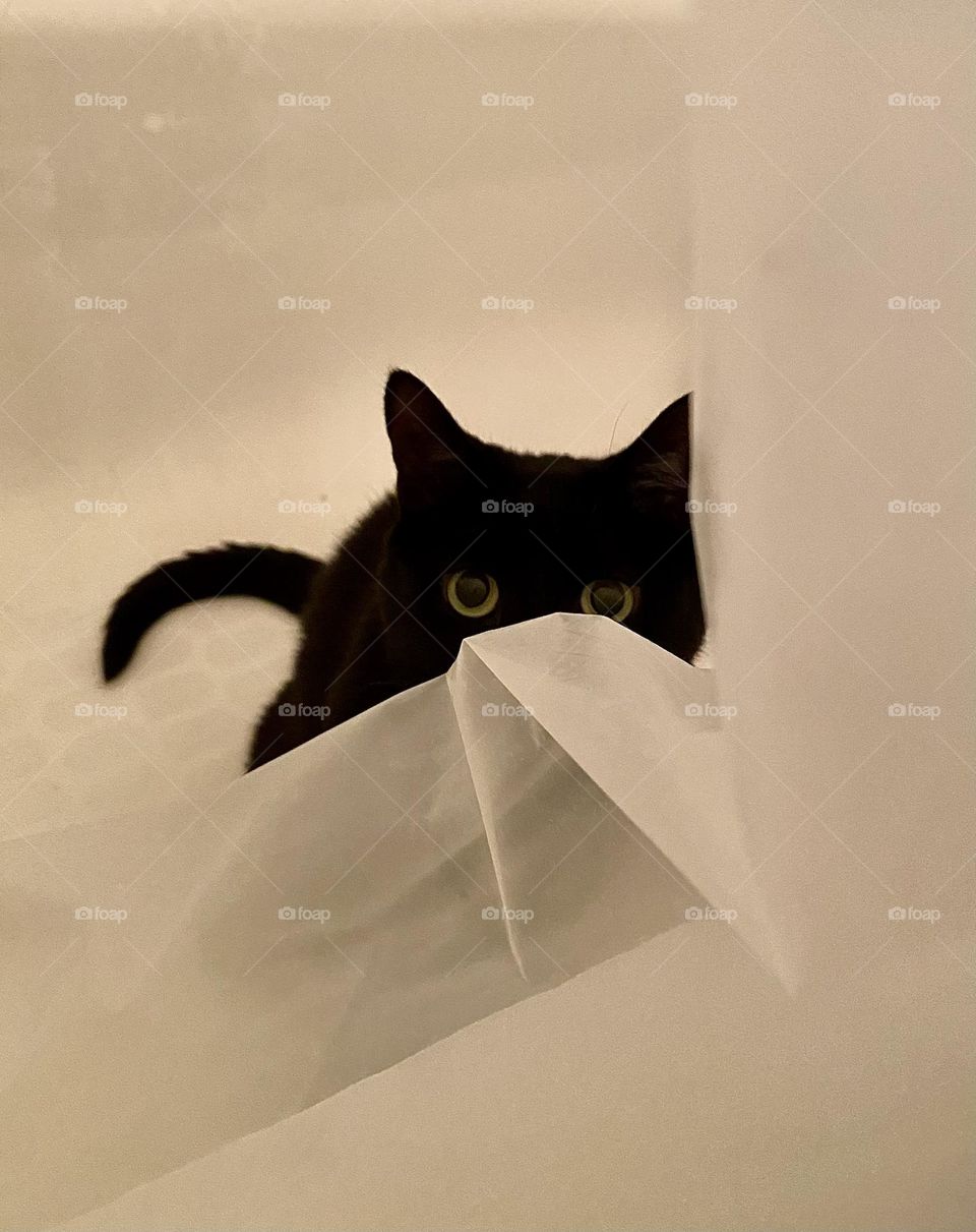 A black cat sitting in a bathtub and hiding behind the shower curtain