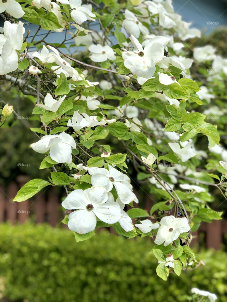 White blossoms 