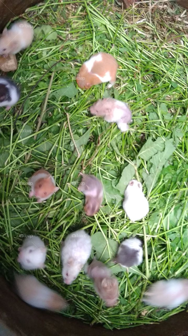 hamster eat