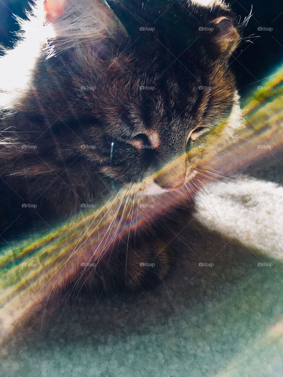 Tabby and sun flare 