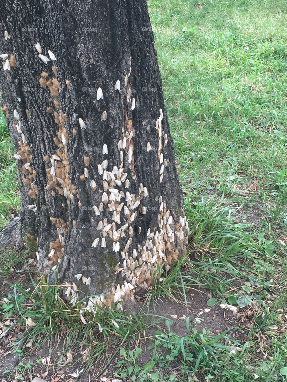 Moth attacking a tree
