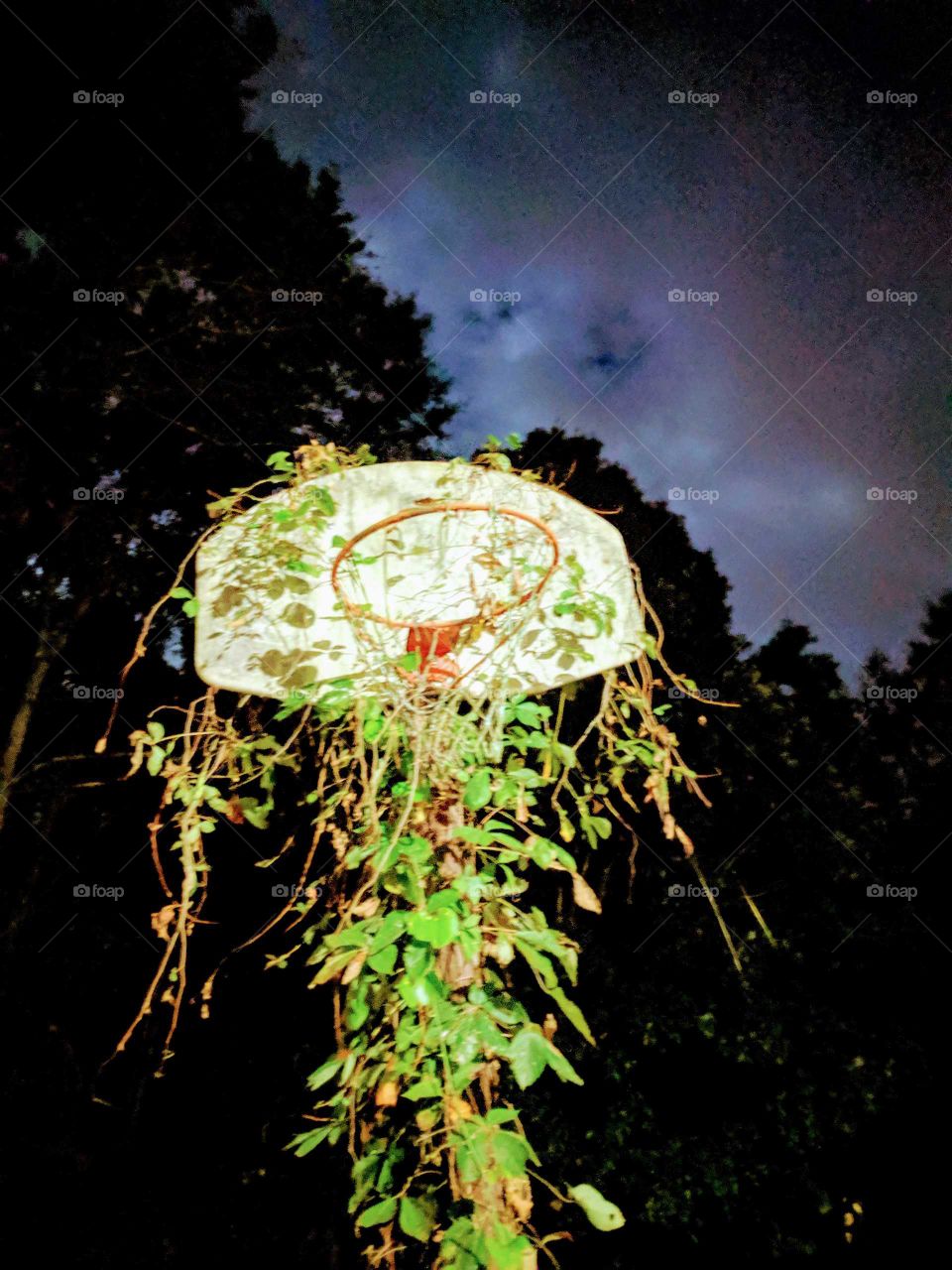 Abandoned Basketball Hoop Covered in Vines
