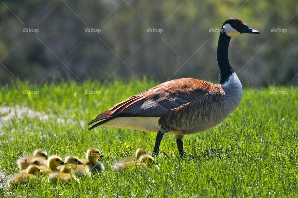 Geese Parade