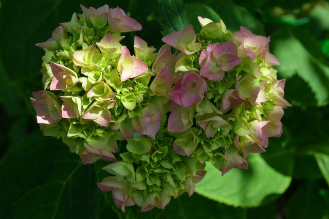 hydrangea