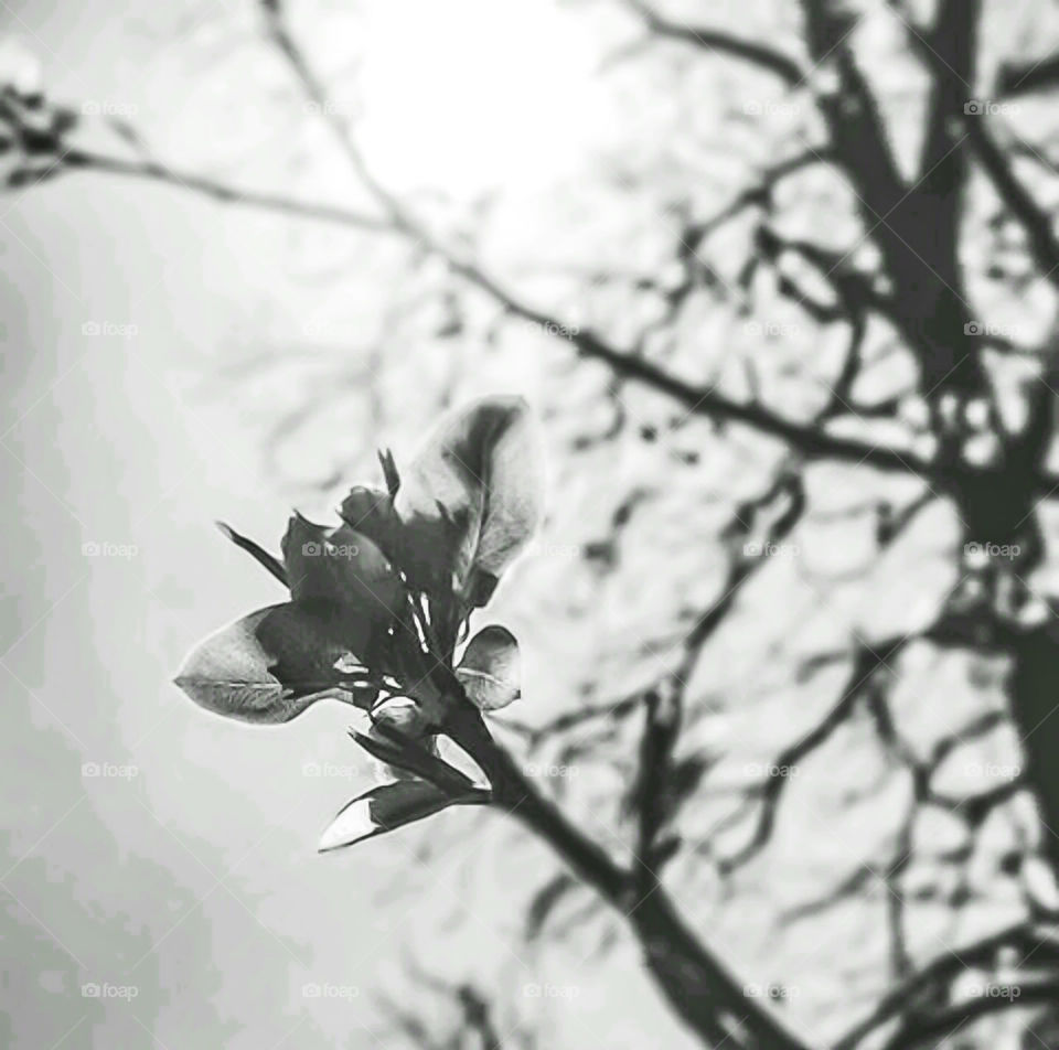 Pear blossom.