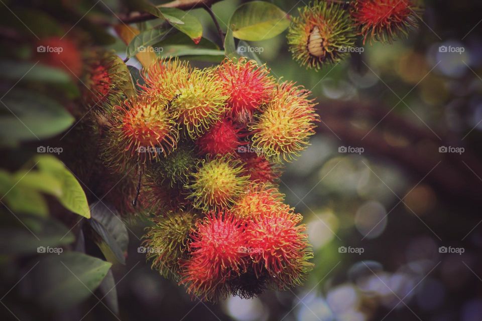 Rambutan fruit