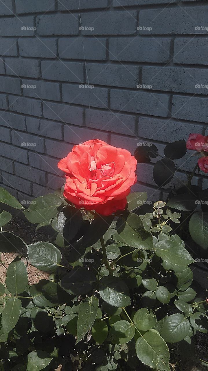 spring  flowers. This is a picture of a flower that I saw growing in my mother's  flower garden