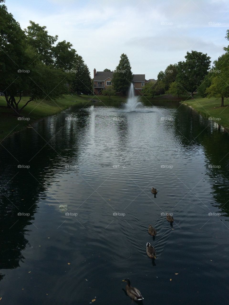 Ducks in Ponds
