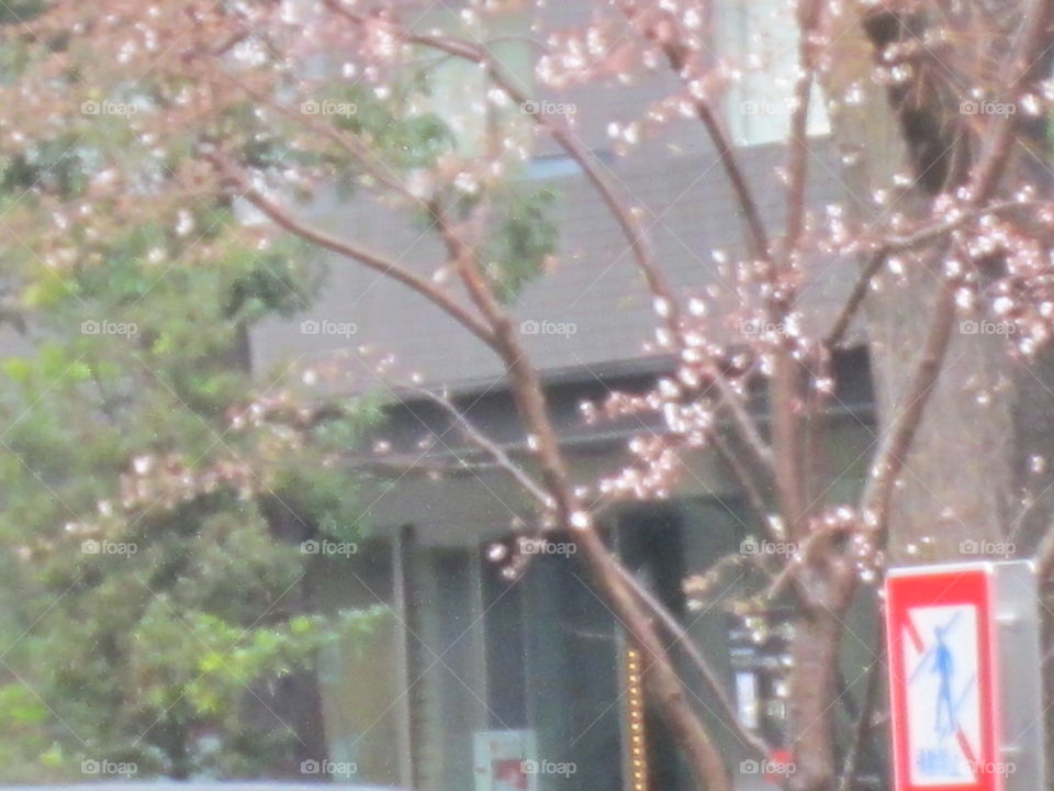 Yoyogi, Tokyo, Japan.  Cherry Blossoms in Springtime.  Spring Rain and Sakura Trees.