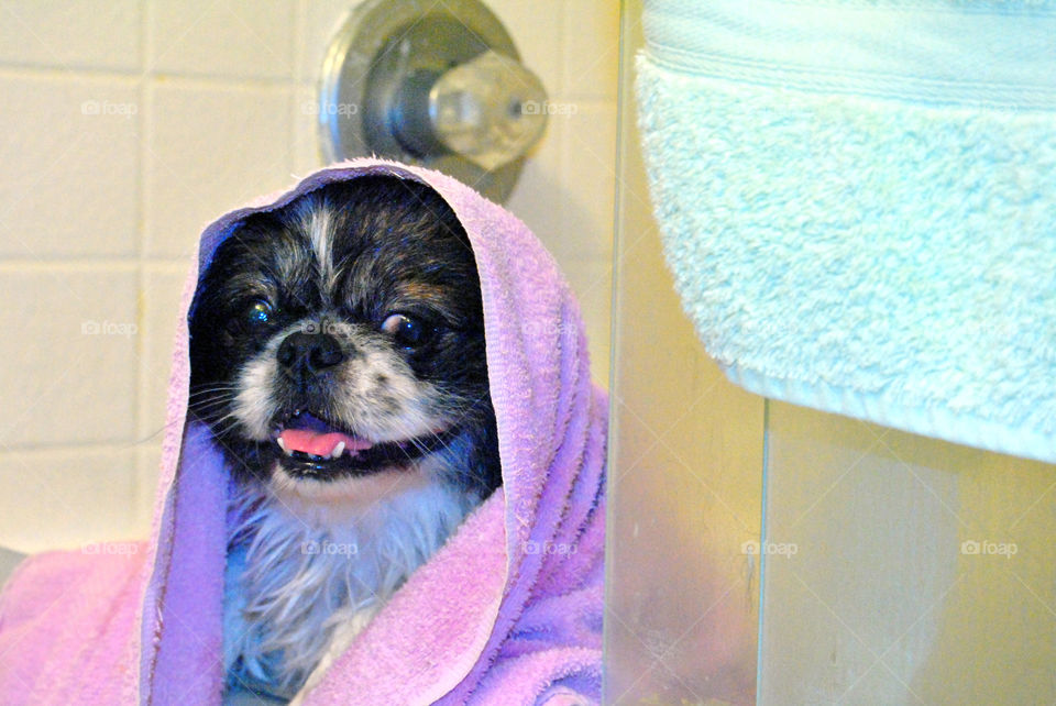 Happy Pekingese dog just had a refreshing bath with towel over head