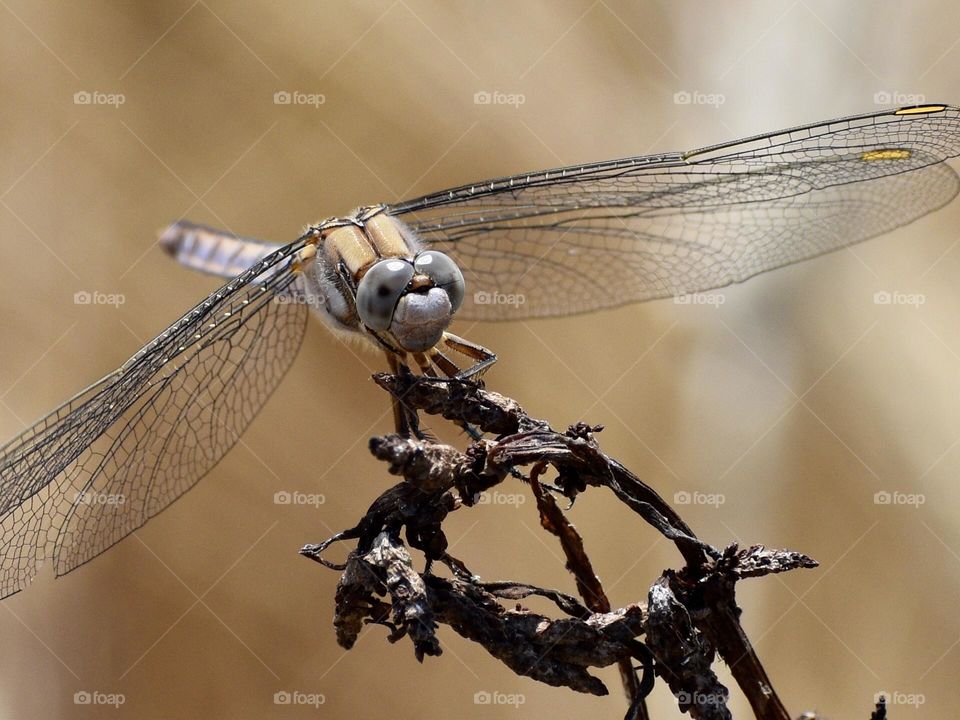 Dragonfly sitting on a dry plant 