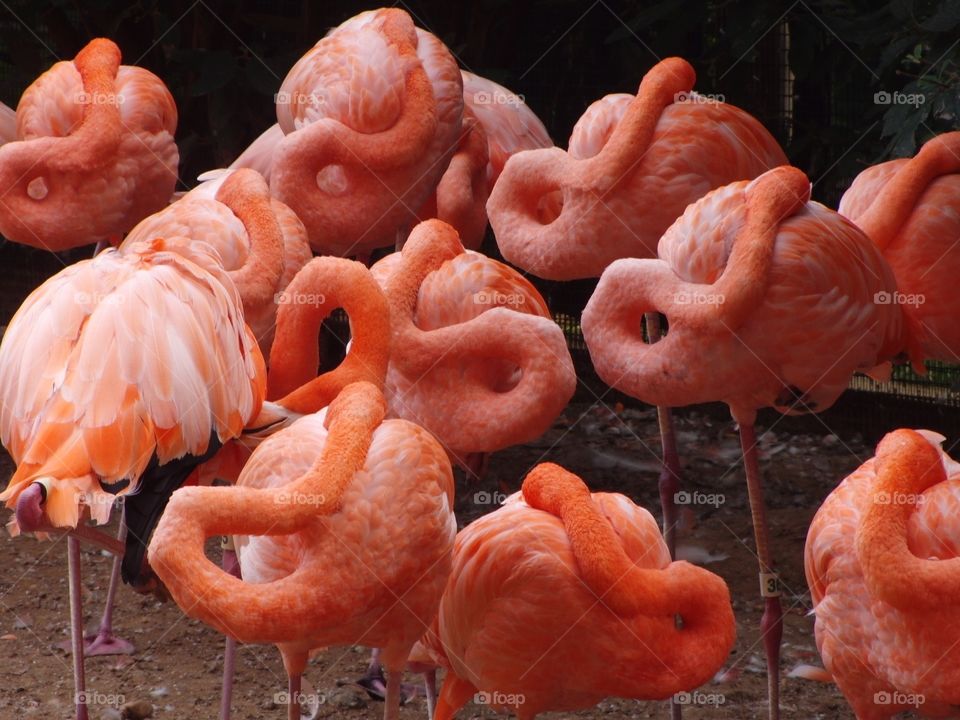 Orange flamingos 