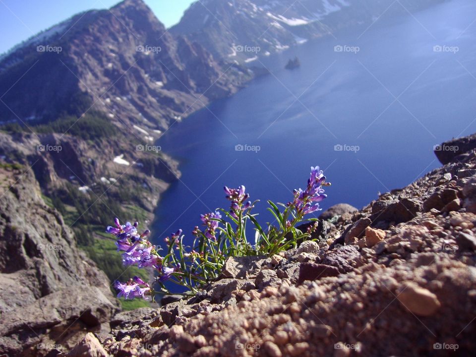 Wild blossoms at Crater Lake 