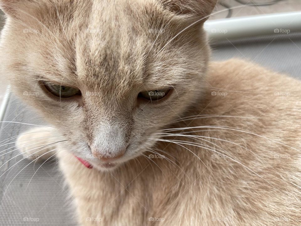 Portrait of a beige cat