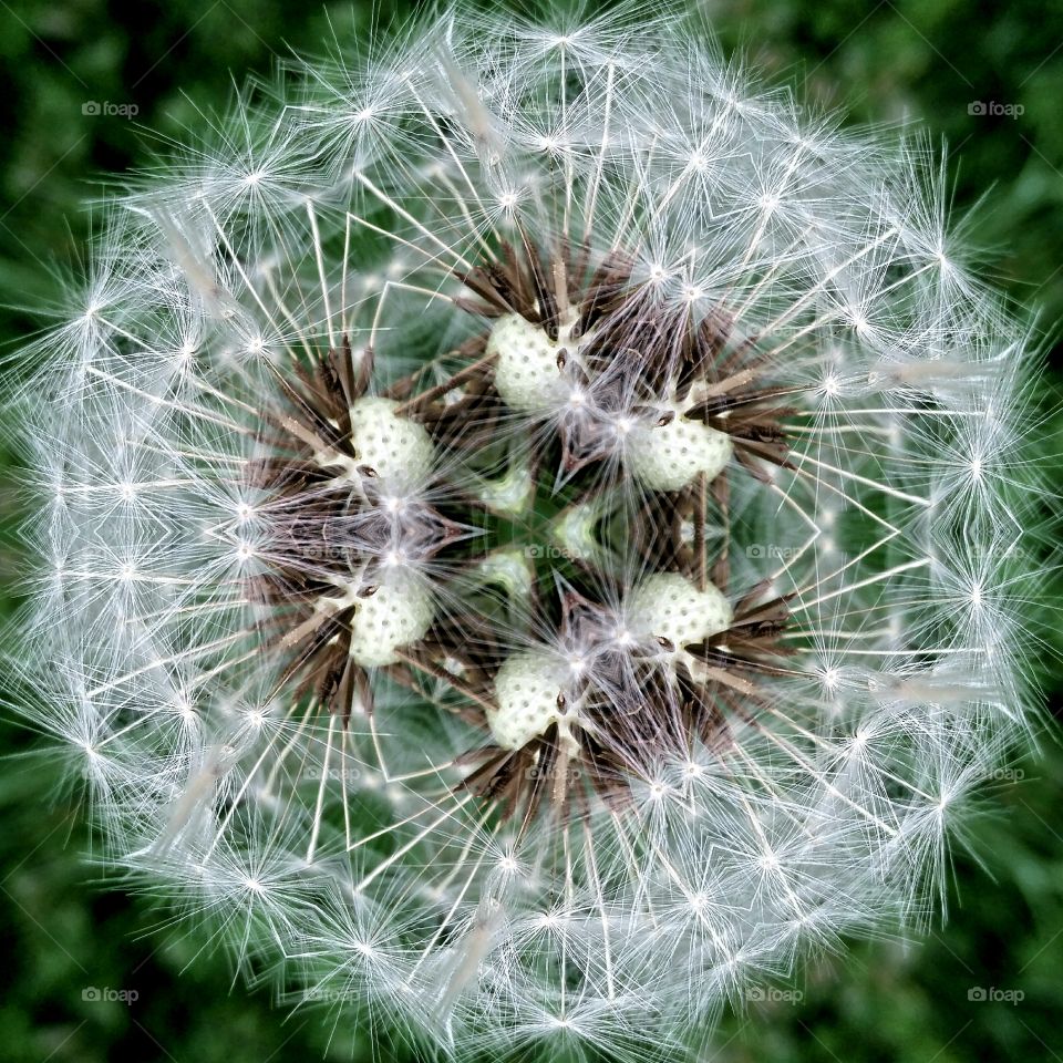 Dandelion mandala