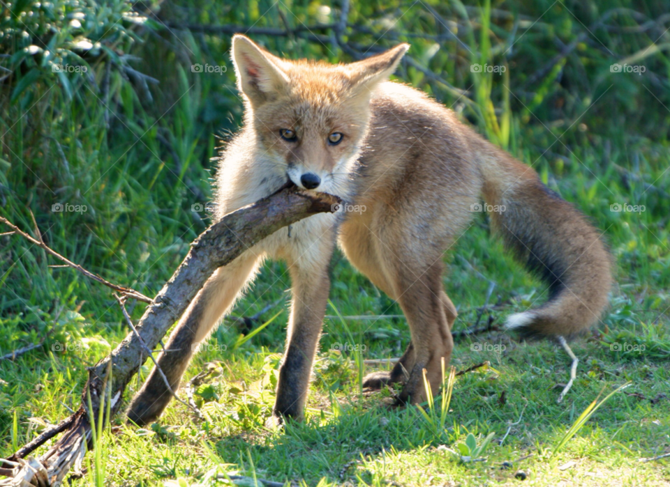 zandvoort green young fox by KathOnEarth