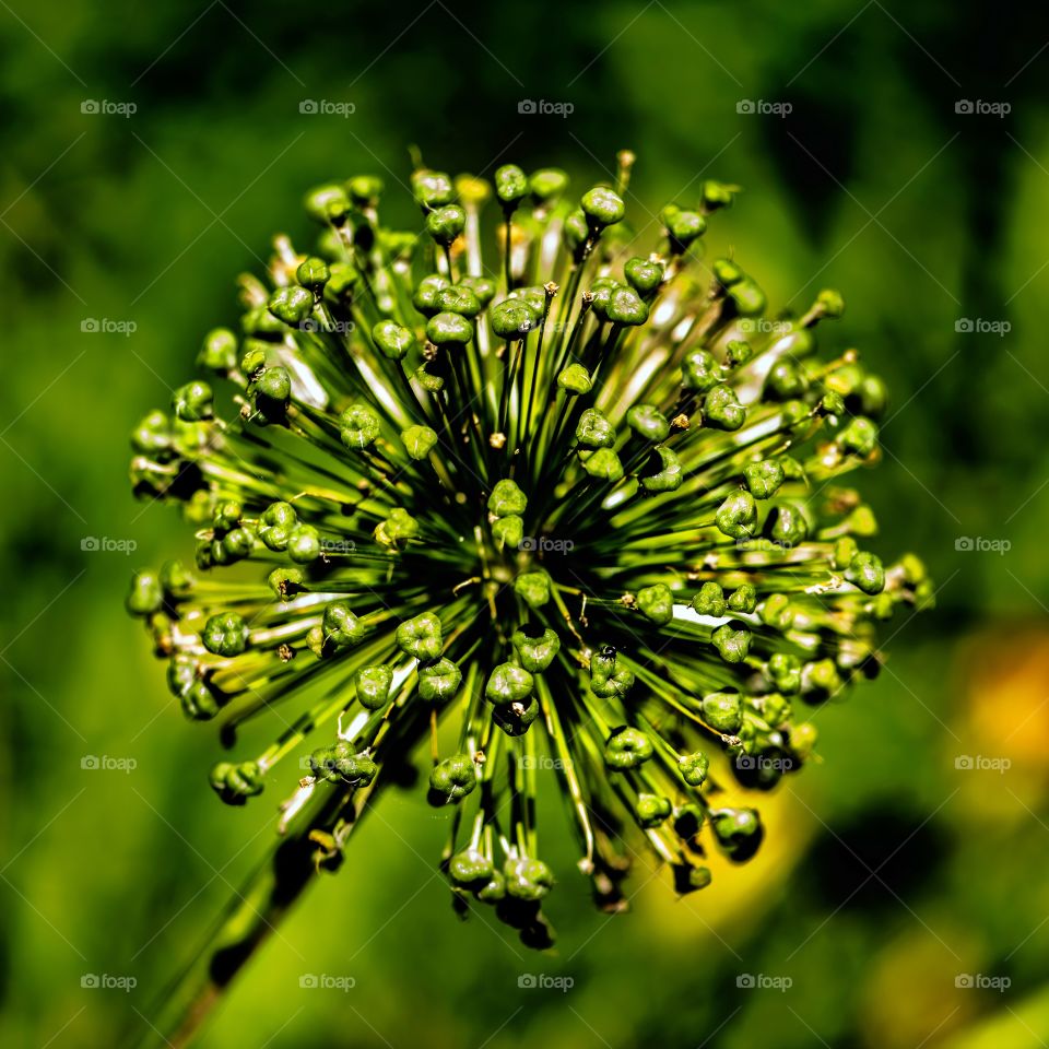 Close-up of garlic flower