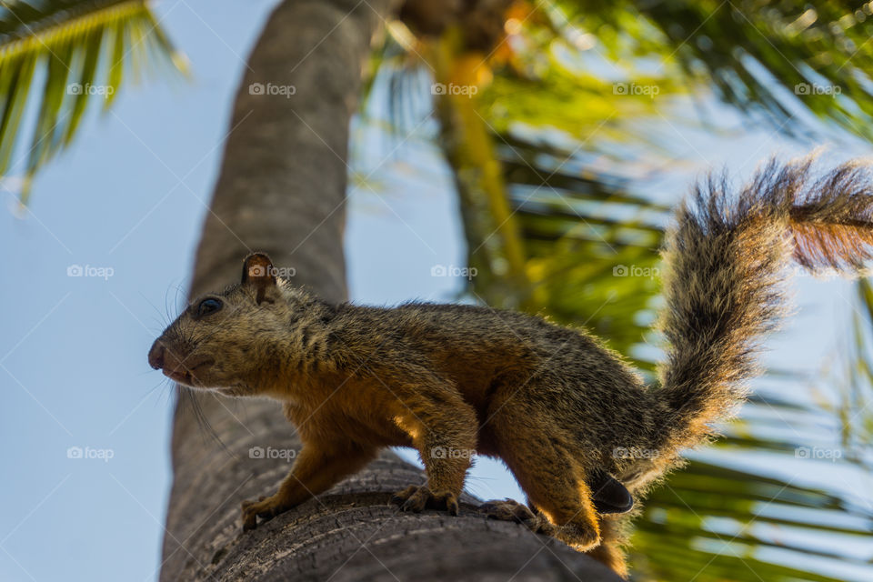 Squirrel climbed on a palm tree on a Caribbean beach