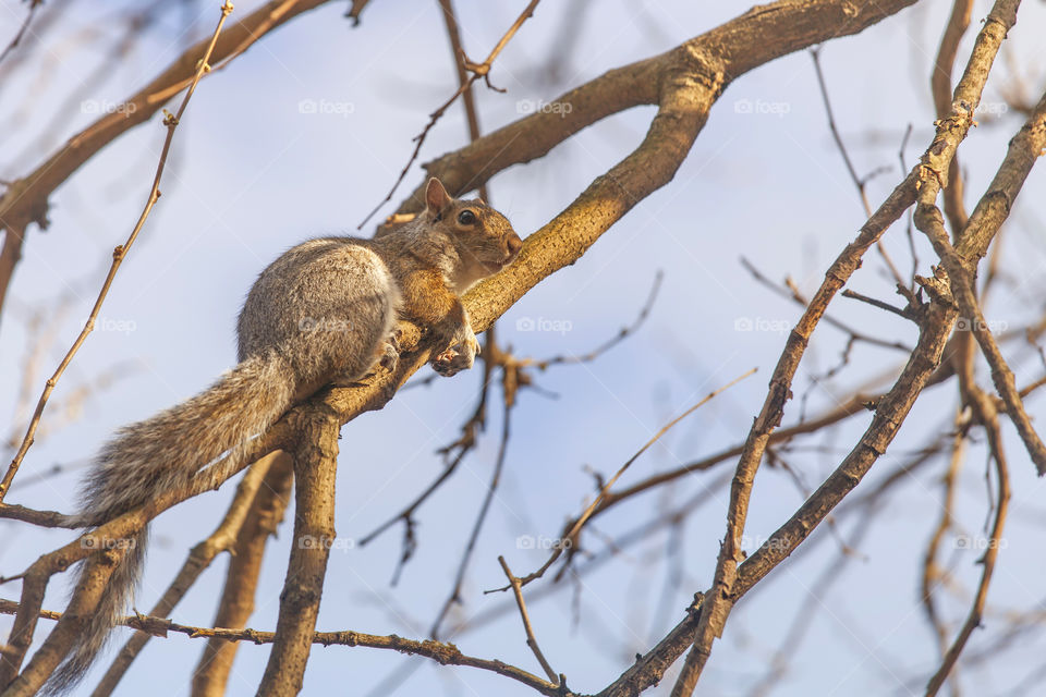 Chipmunk on a tree branch