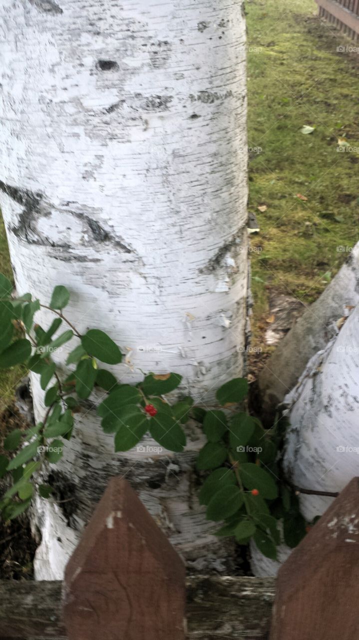 Nature. Birch Tree