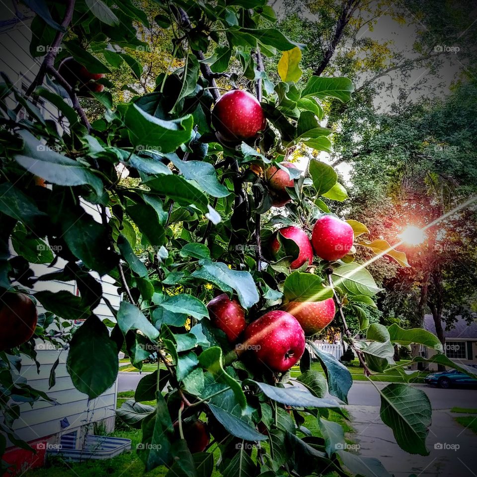 Sun Ripened Apples