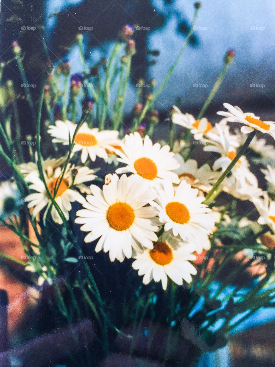 Wild summerflowers. Out in the wild nature picking wild Summer flowers