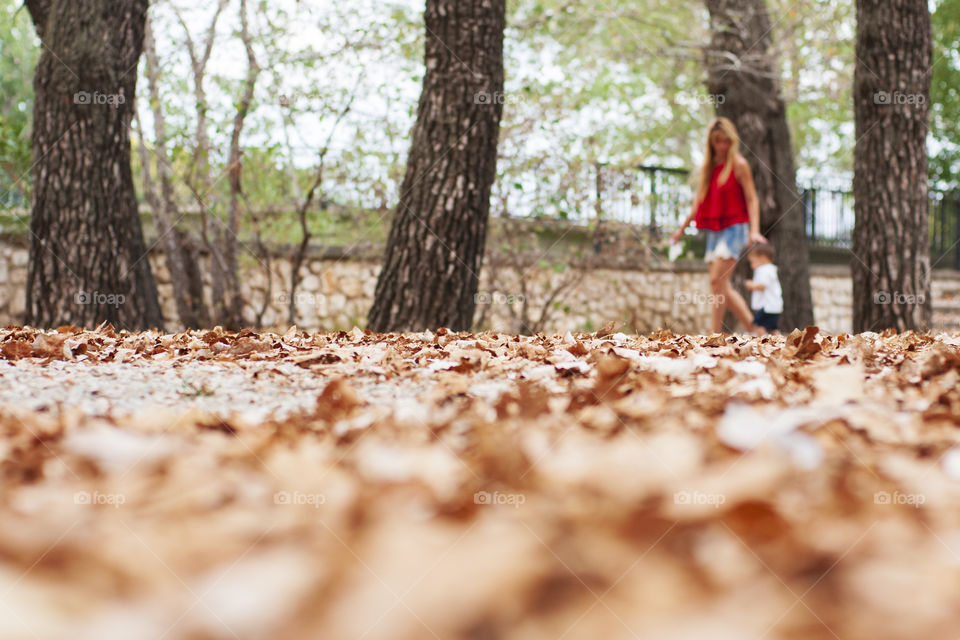 Autumn leaf fall