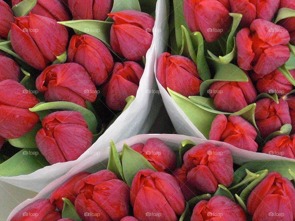 Bunches of red tulips