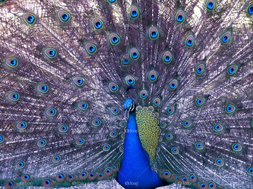 Peacock 