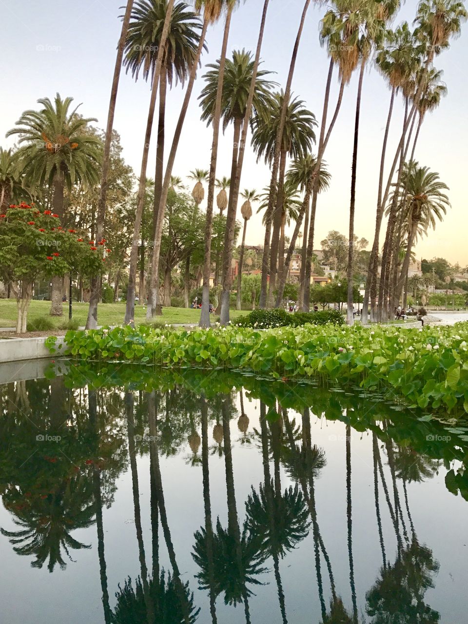 Echo Park Lake