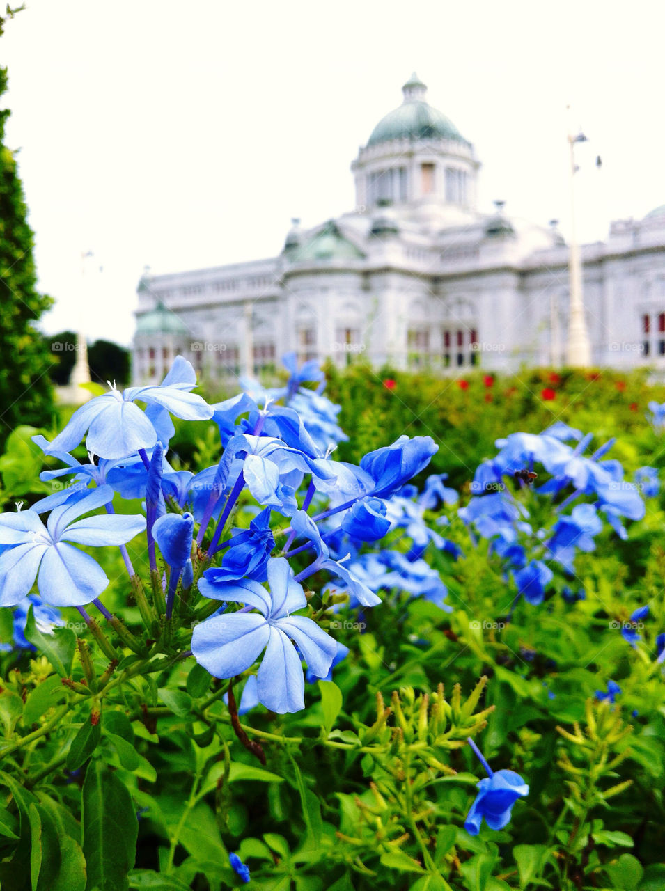 garden flower blue bangkok by wacharapol