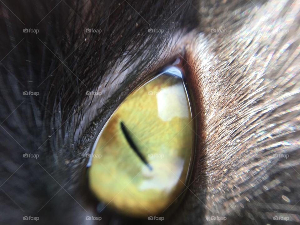 Loki Cat's Eye