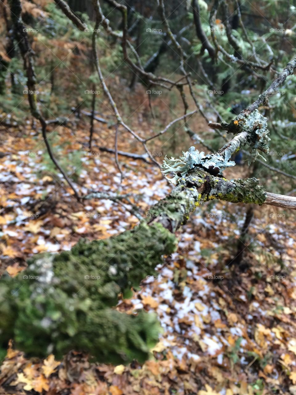 Lichen on tree branch