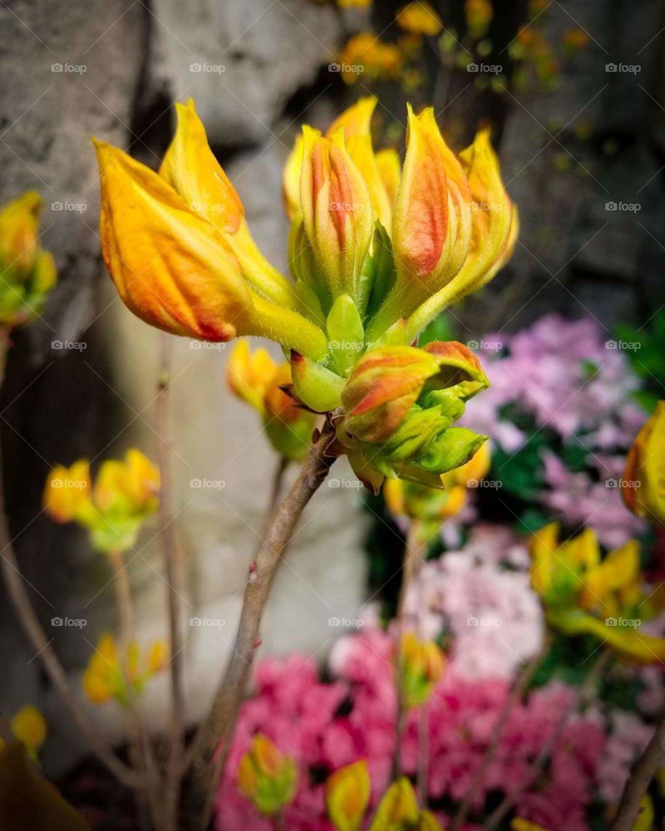 Flower Bud