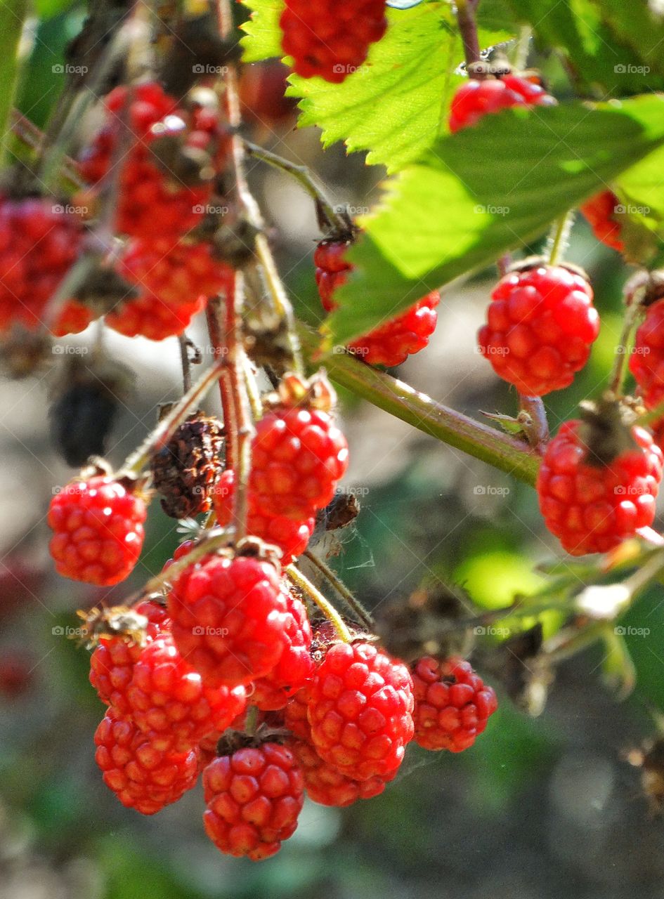 Wild Raspberries. Fresh Raspberries On The Vine
